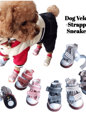 Brown-goldendoodle-wearing-velcro-strapped-sneakers-with-stripes