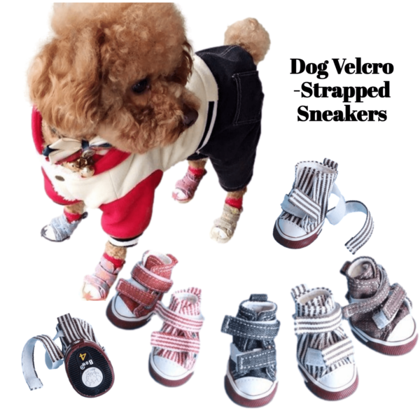 Brown-goldendoodle-wearing-velcro-strapped-sneakers-with-stripes