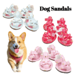 Pembroke-corgi-standing-next-to-pink-red-and-blue-dog-sandals