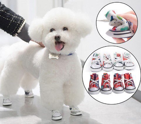 Bichon-frise-wearing-Artsy-multi-colored-dog-sneakers