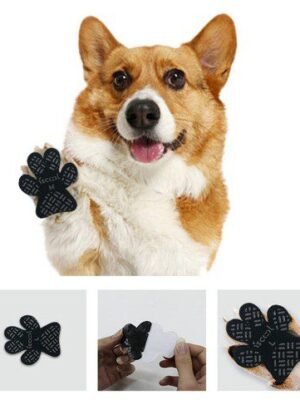 Orange and white corgi wearing a black dog paw pad