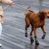 brown dog wearing long black and beige dog socks