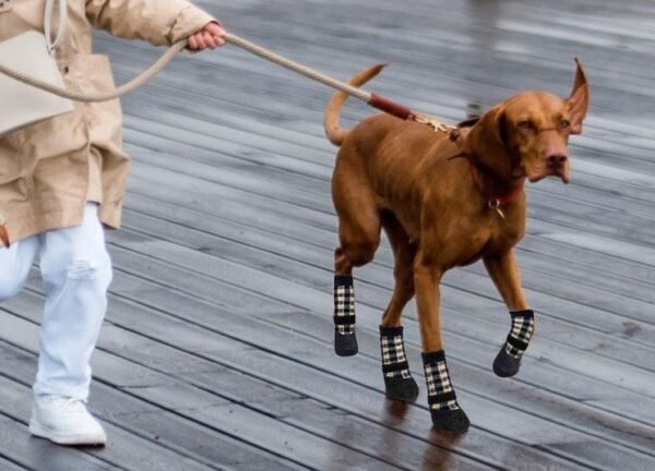 brown dog wearing long black and beige dog socks