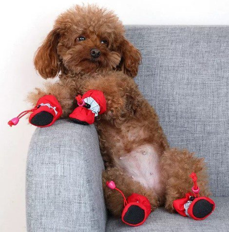 brown-golden-doodle-wearing-red-dog-boots