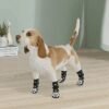 daschund wearing black and white dog socks