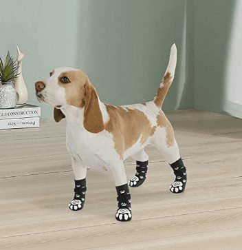 daschund wearing black and white dog socks