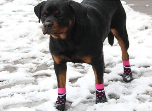 dog with black and pink heart socks