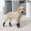 golden lab wearing black and white dog socks