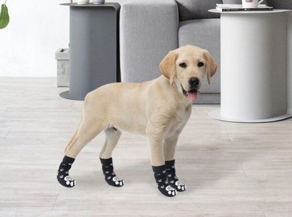 golden lab wearing black and white dog socks