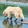 golden retriever dog drinking out of a pond wearing gray dog boots