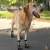 golden retriever wearing long plaid dog socks