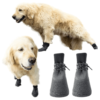 golden retriever wearing gray sock dog boots