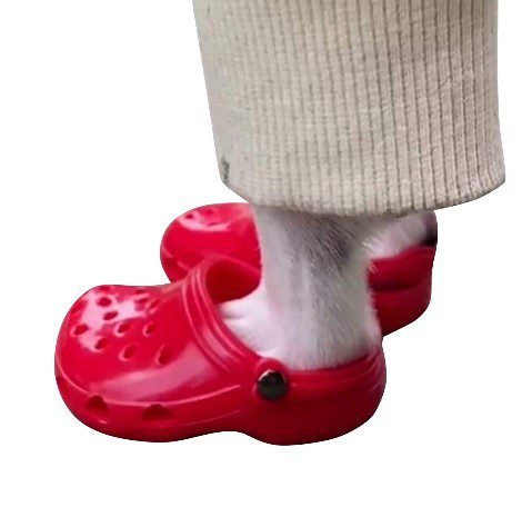 red-dog-crocs